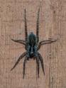 Pardosa amentata.jpg